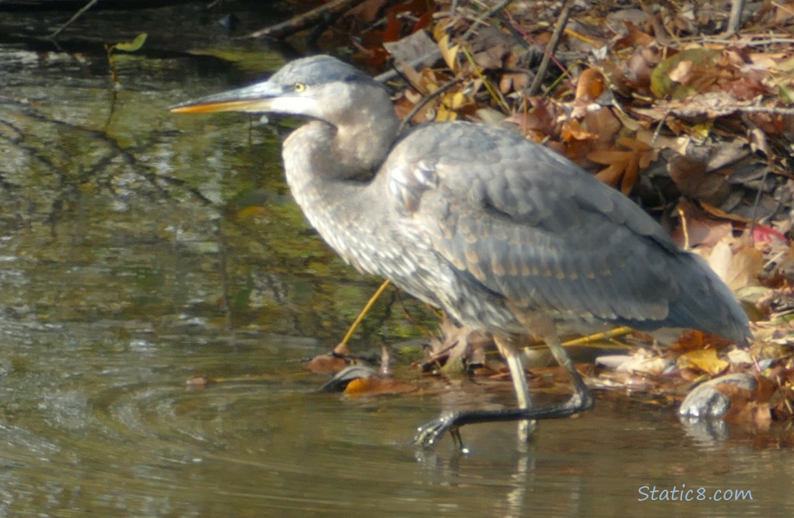 Great Blue Heron walking thru shallow water