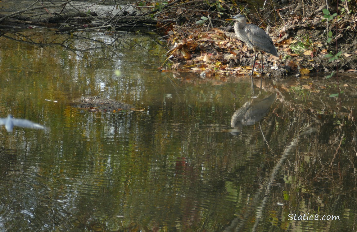 Looking down a the creek