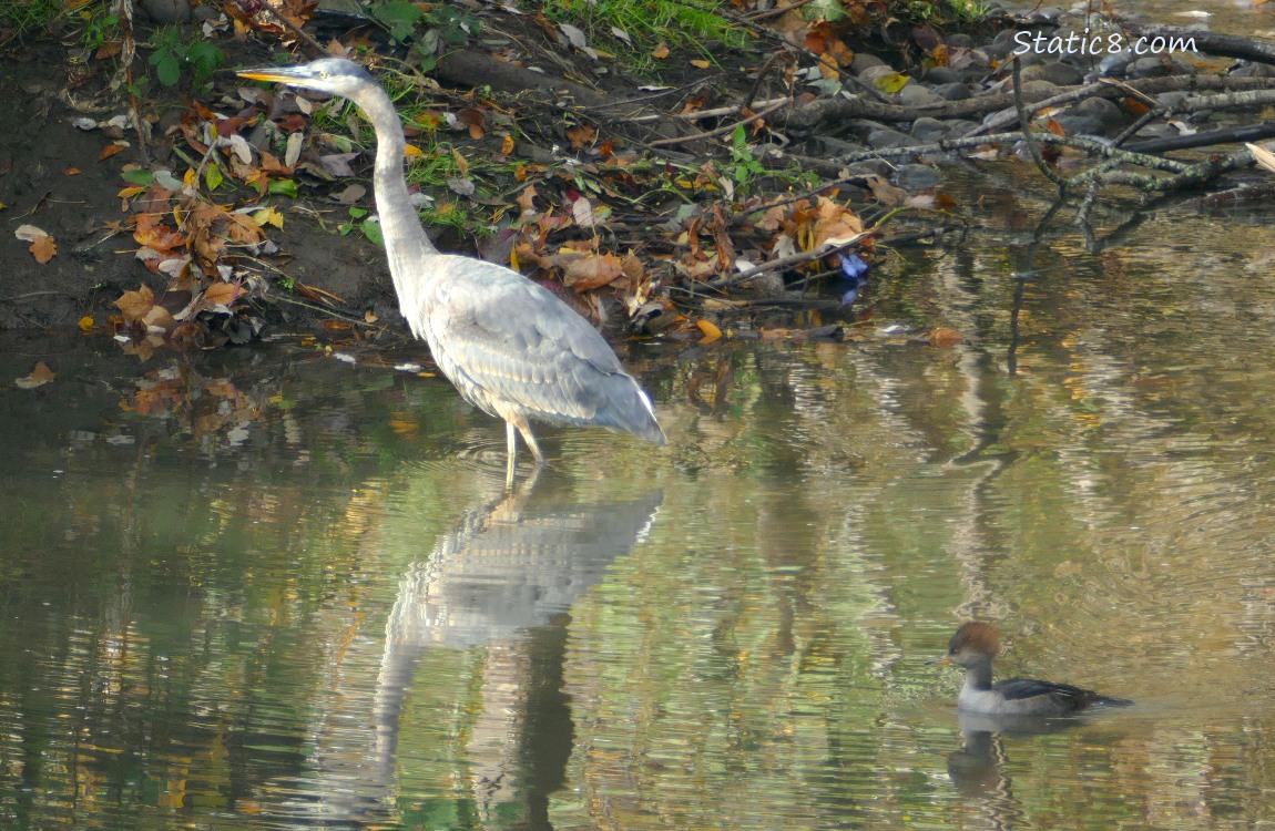 Great Blue Heron walking across shallow water with a female Hooded Merganser paddling behind her