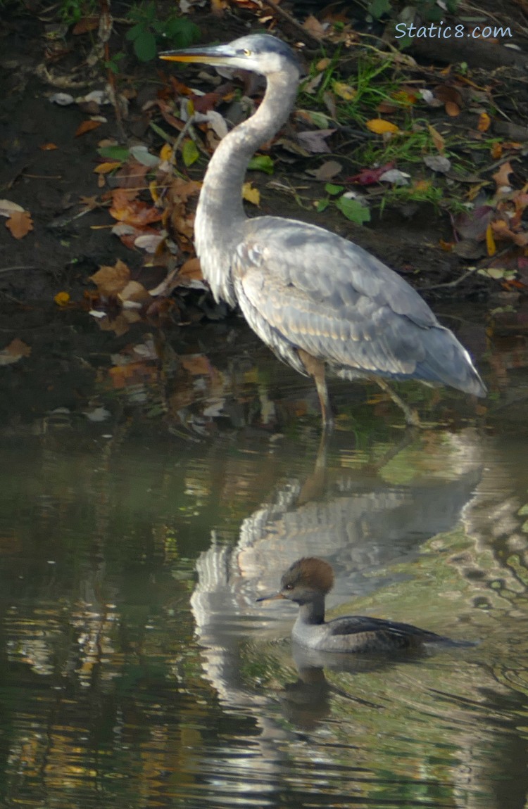 Great Blue Heron walking across shallow water with a female Hooded Merganser paddling behind her