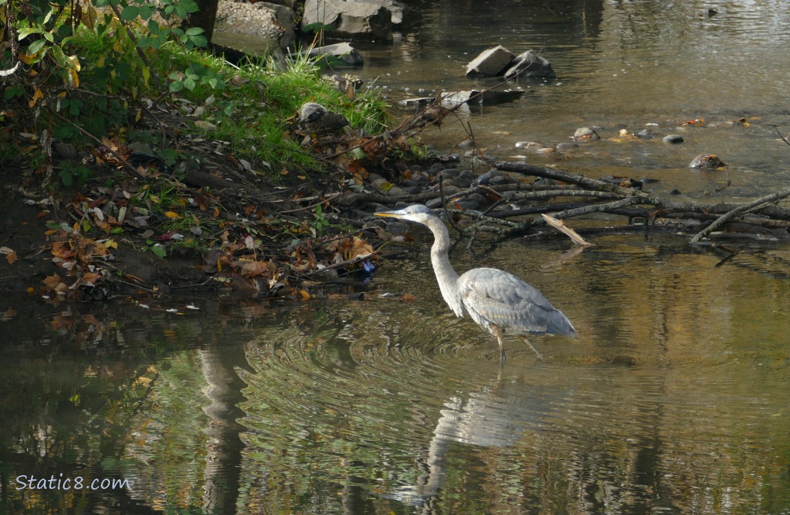Great Blue Heron walking across shallow water
