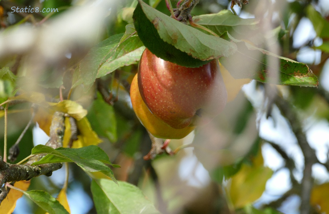 Red apple ripening on the tree