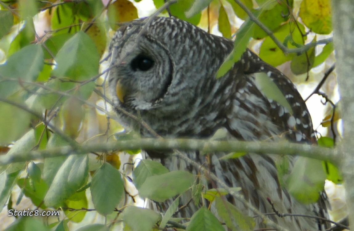 Barred Owl sitting in a tree