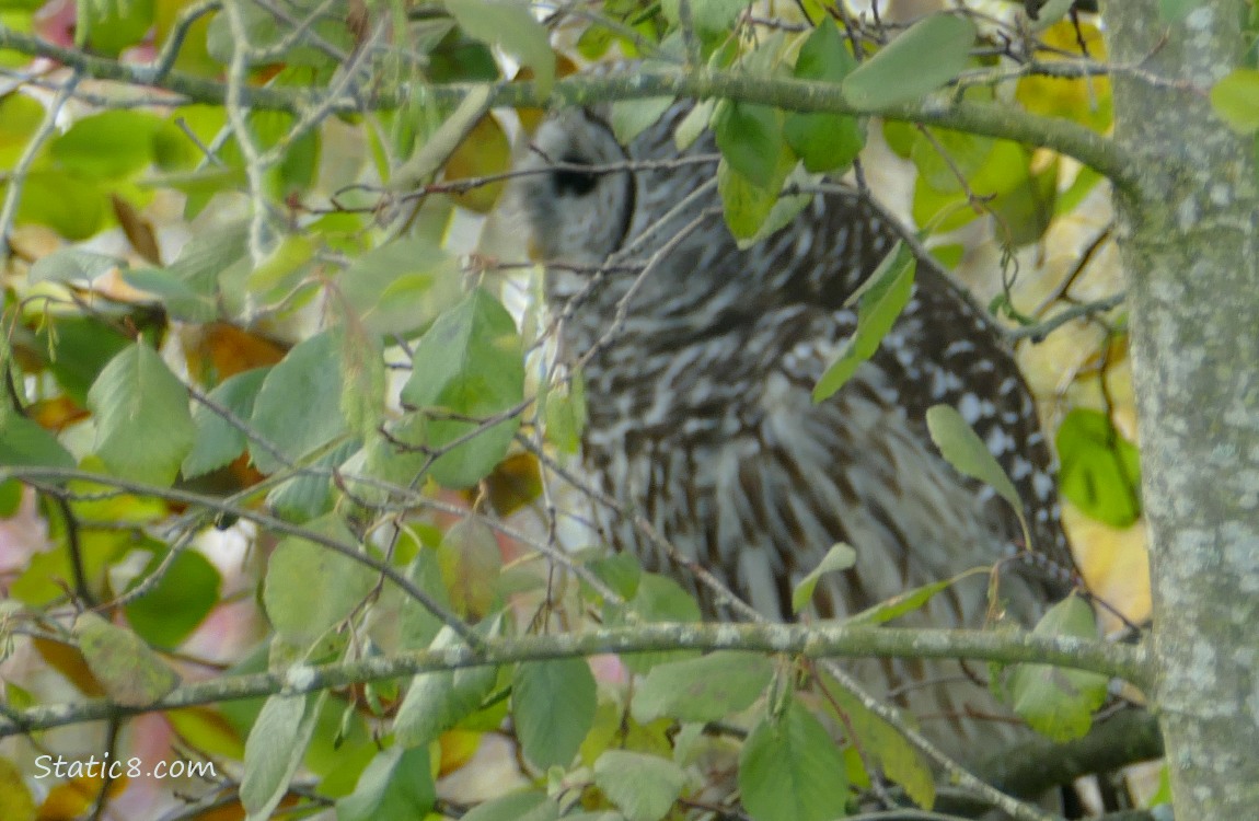 Barred Owl standing in a tree