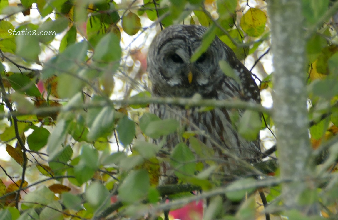 Barred Owl sitting in a tree