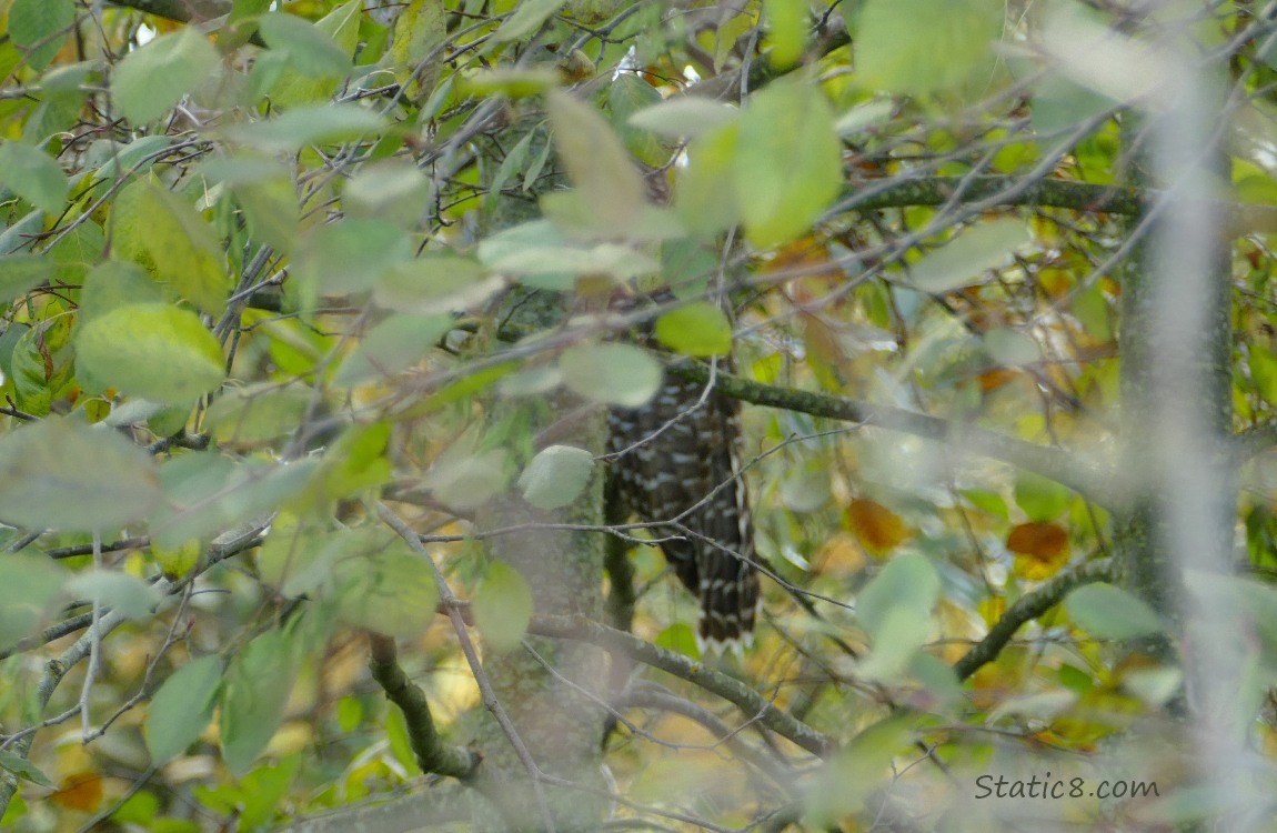 Tail of a Barred Owl behind leaves and branches