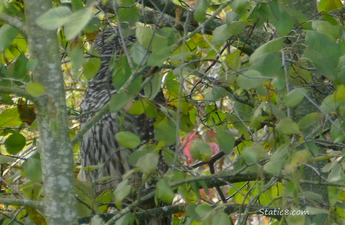 Barred Owl behind leaves and branches