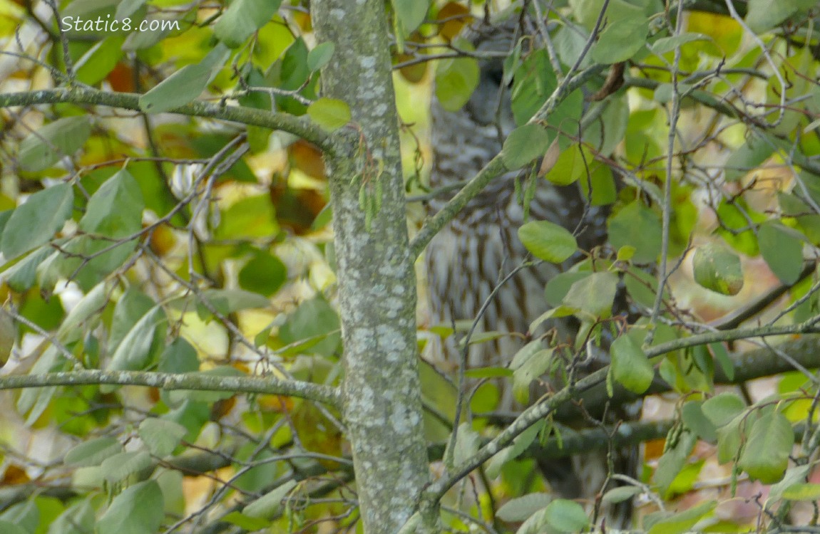 Barred Owl behind leaves and a tree trunk