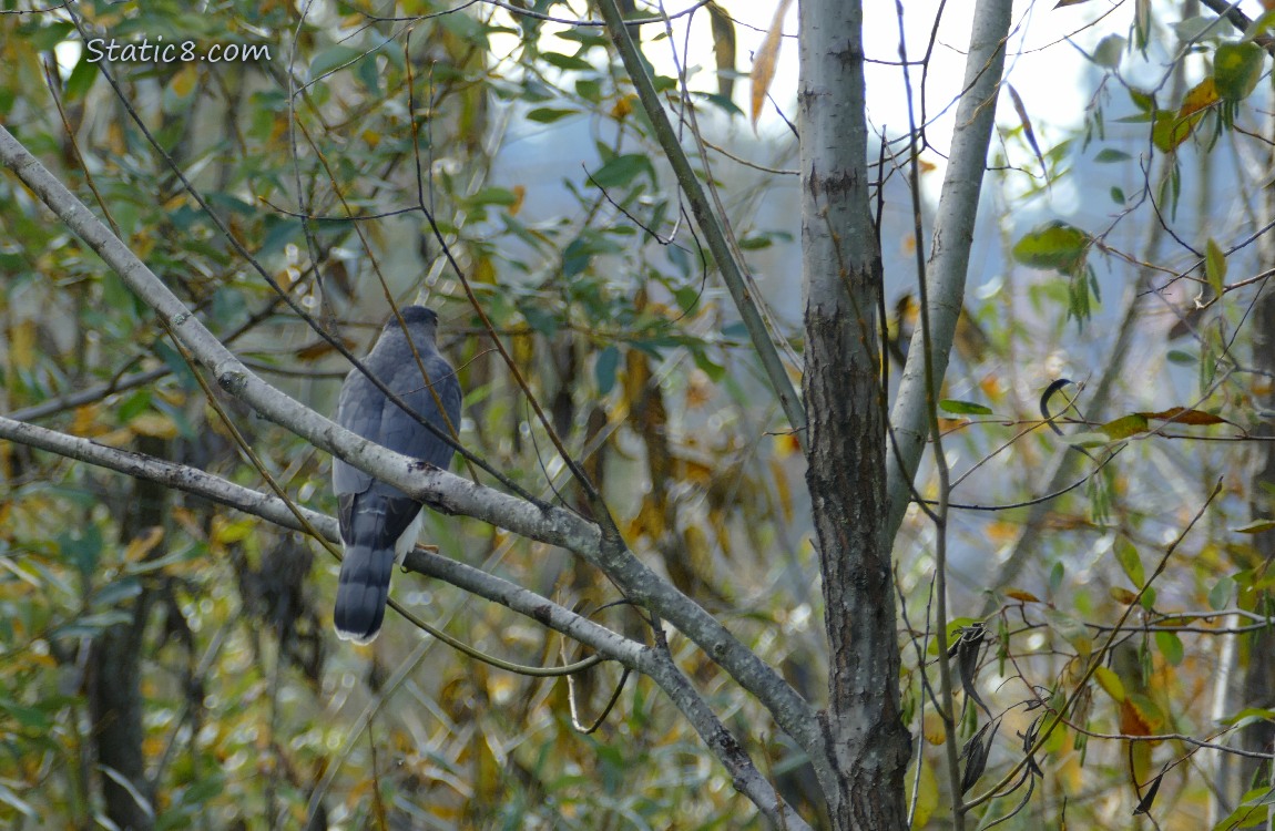 Cooper Hawk, looking away, standing on a branch