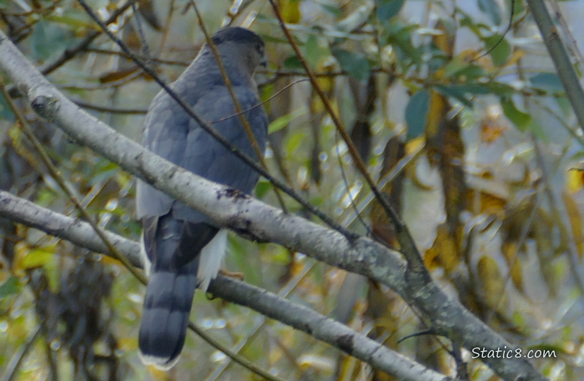 Cooper Hawk standing on a branch