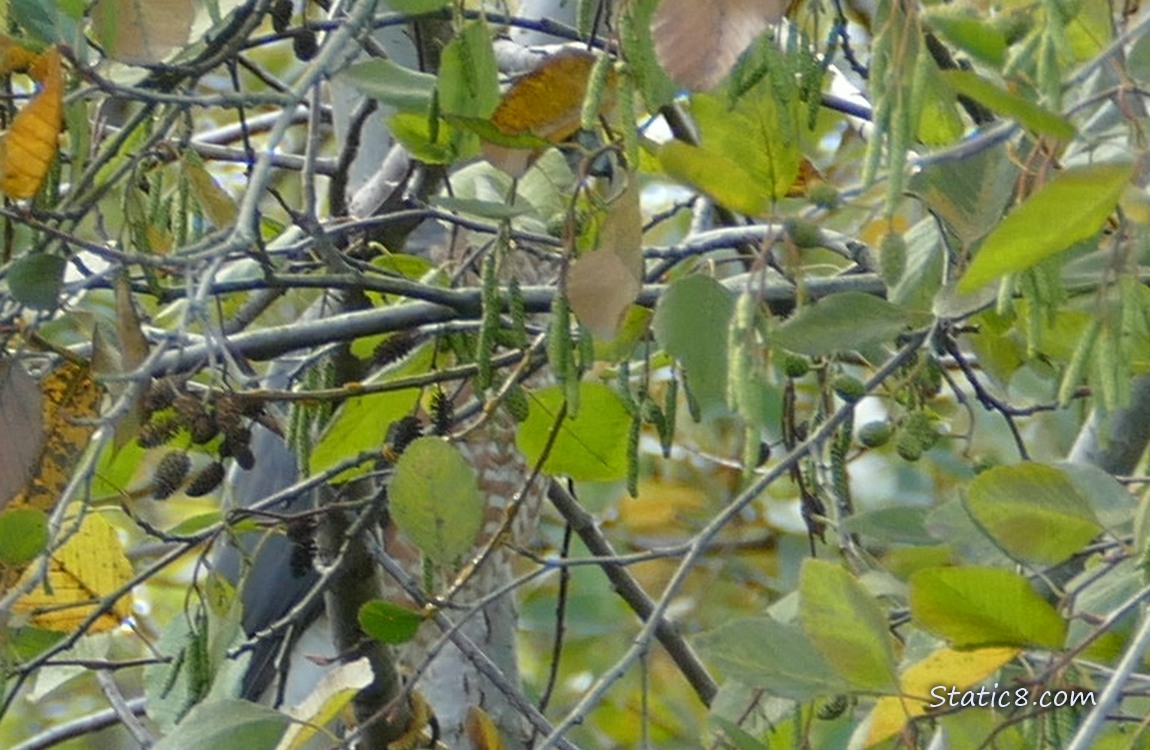 Cooper Hawk behind leaves and branches