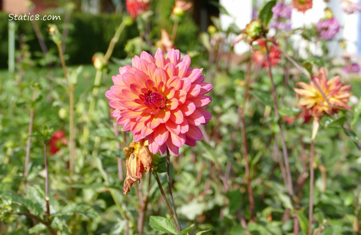 Dahlia blooms in the sun