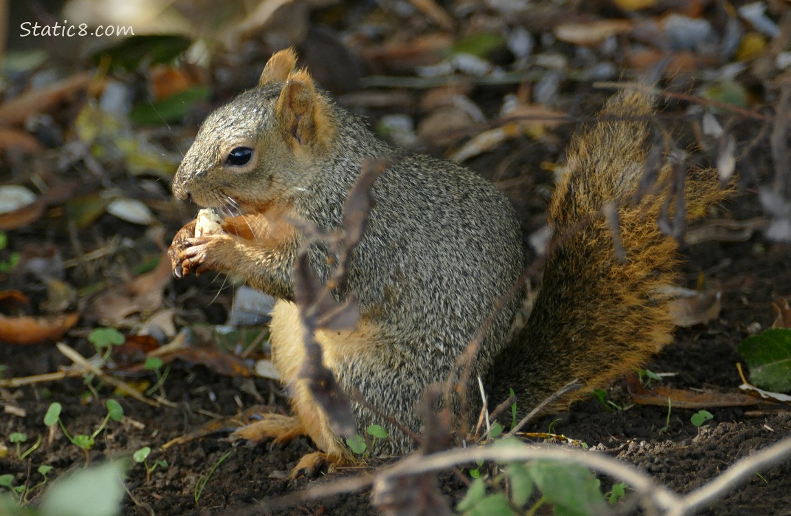 Squirrel with a short tail, eating a nut on the ground