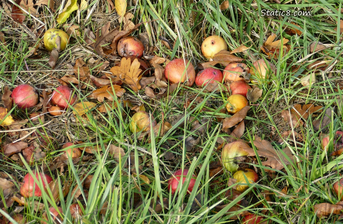 Fallen red apples in the grass