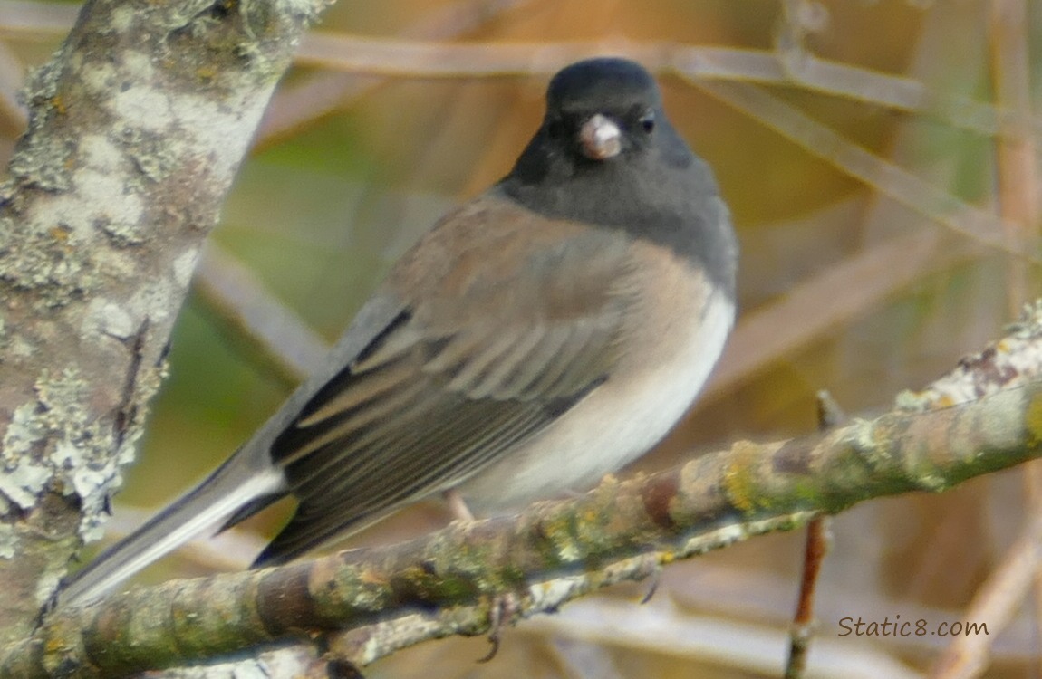 Junco standing on a branch