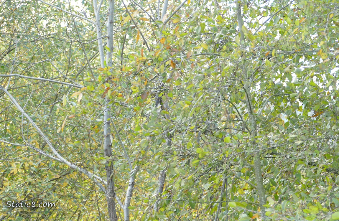 Trees with green and yellow leaves