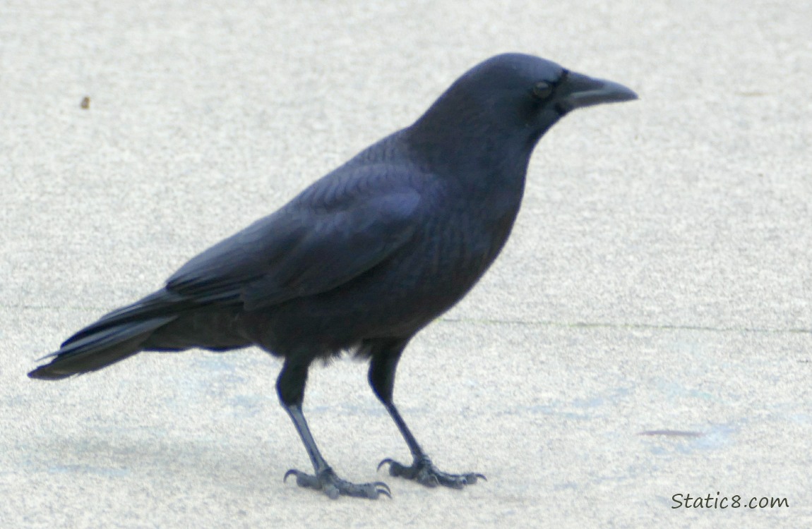Crow standing on the sidewalk