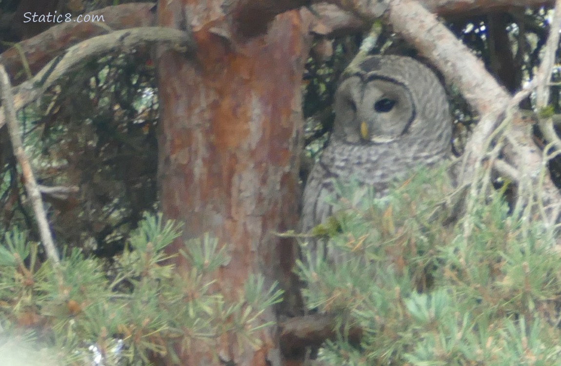 Barred Owl sitting in a pine tree