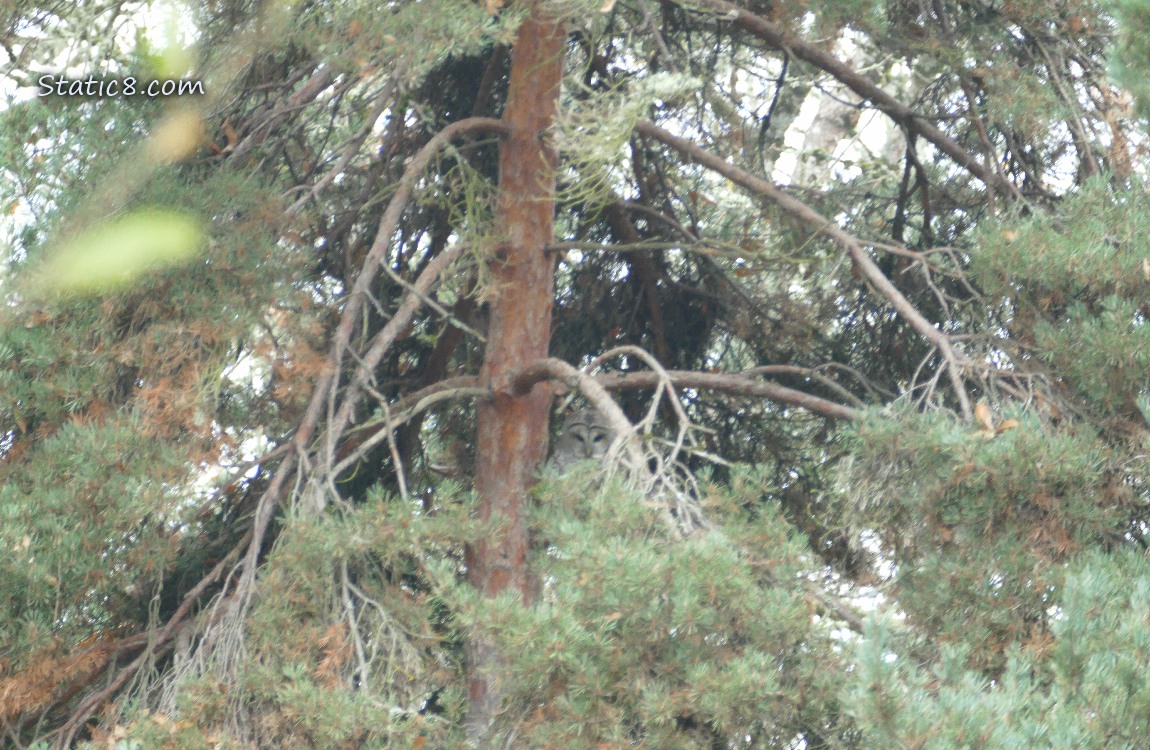 Barred Owl looking out from a pine tree