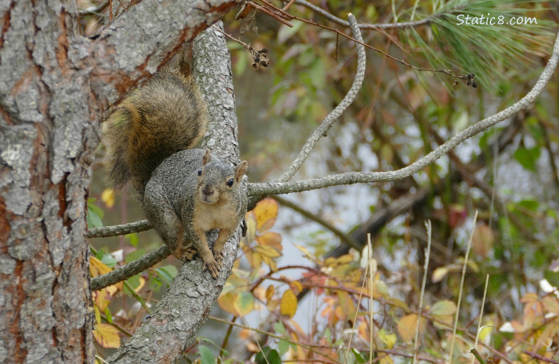 Squirrel standing on a pine tree branch over the creek