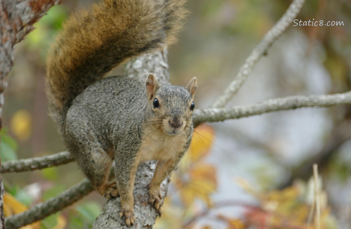 Squirrel standing on a branch