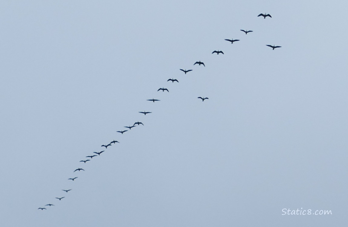 Geese flying overhead, in a line