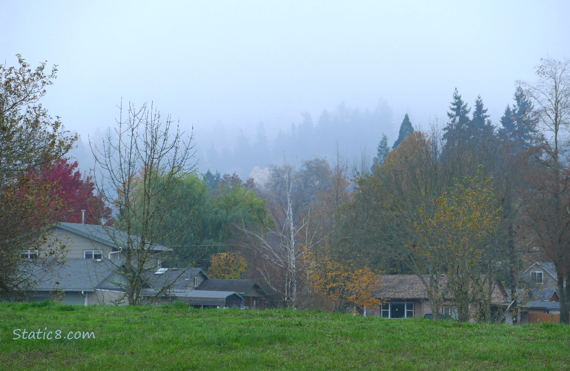 foggy trees behind houses