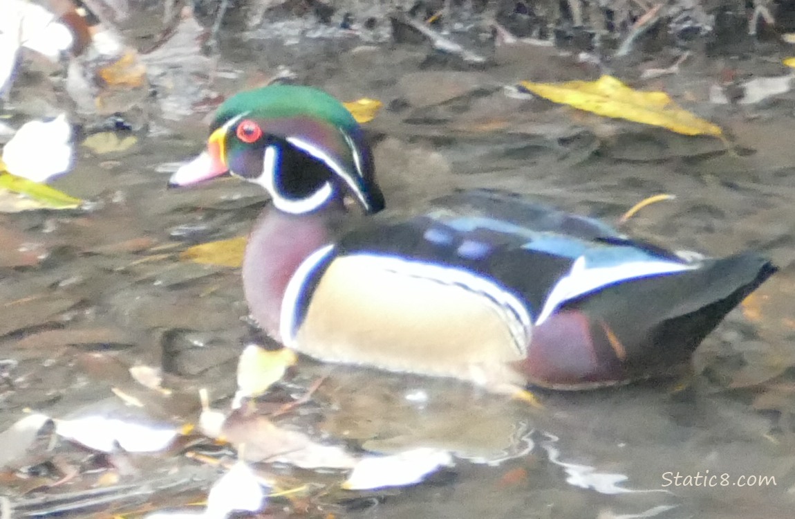 Wood Duck sitting in shallow water