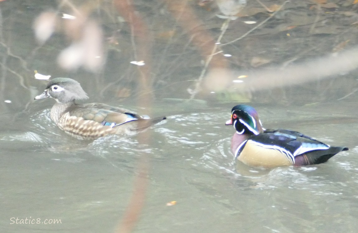 Wood Duck pair, paddling on the water