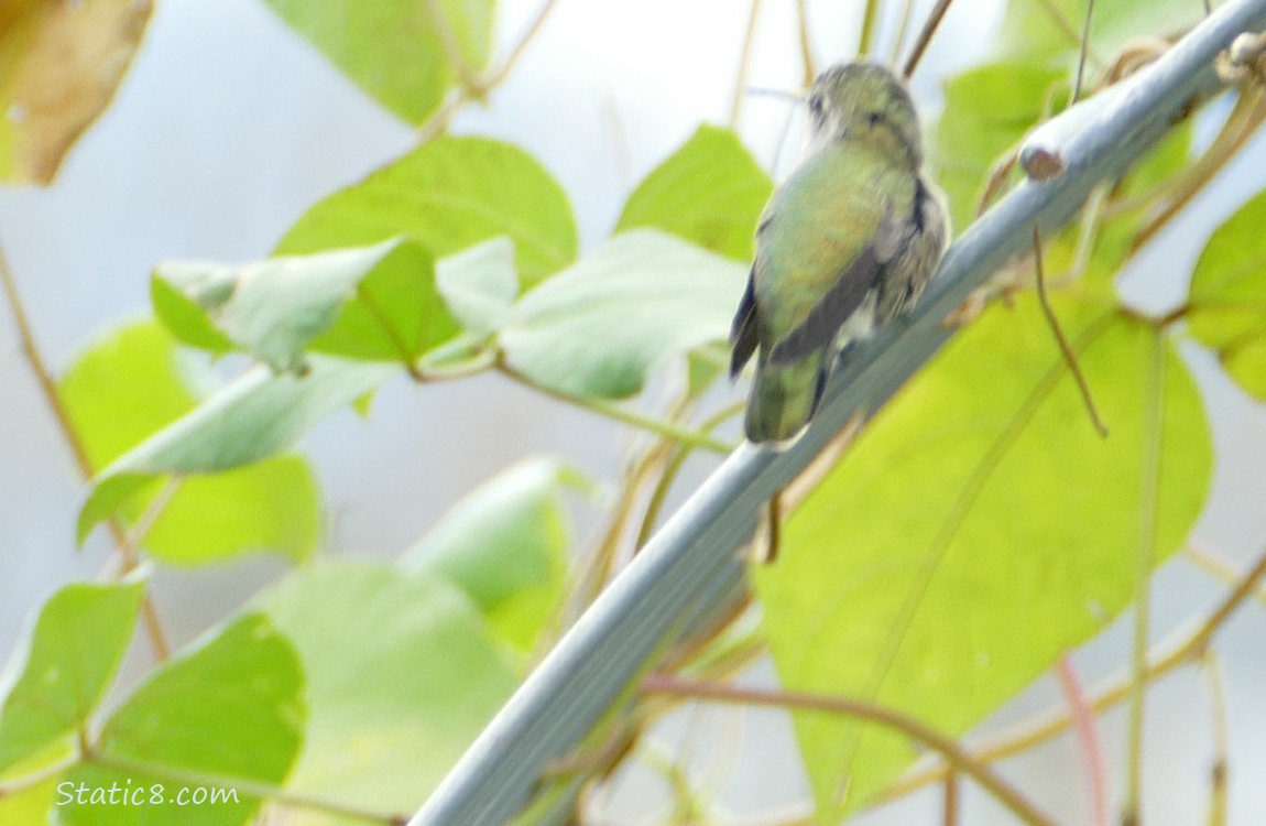 Anna Hummingbird standing on a bean vine surrounded by leaves