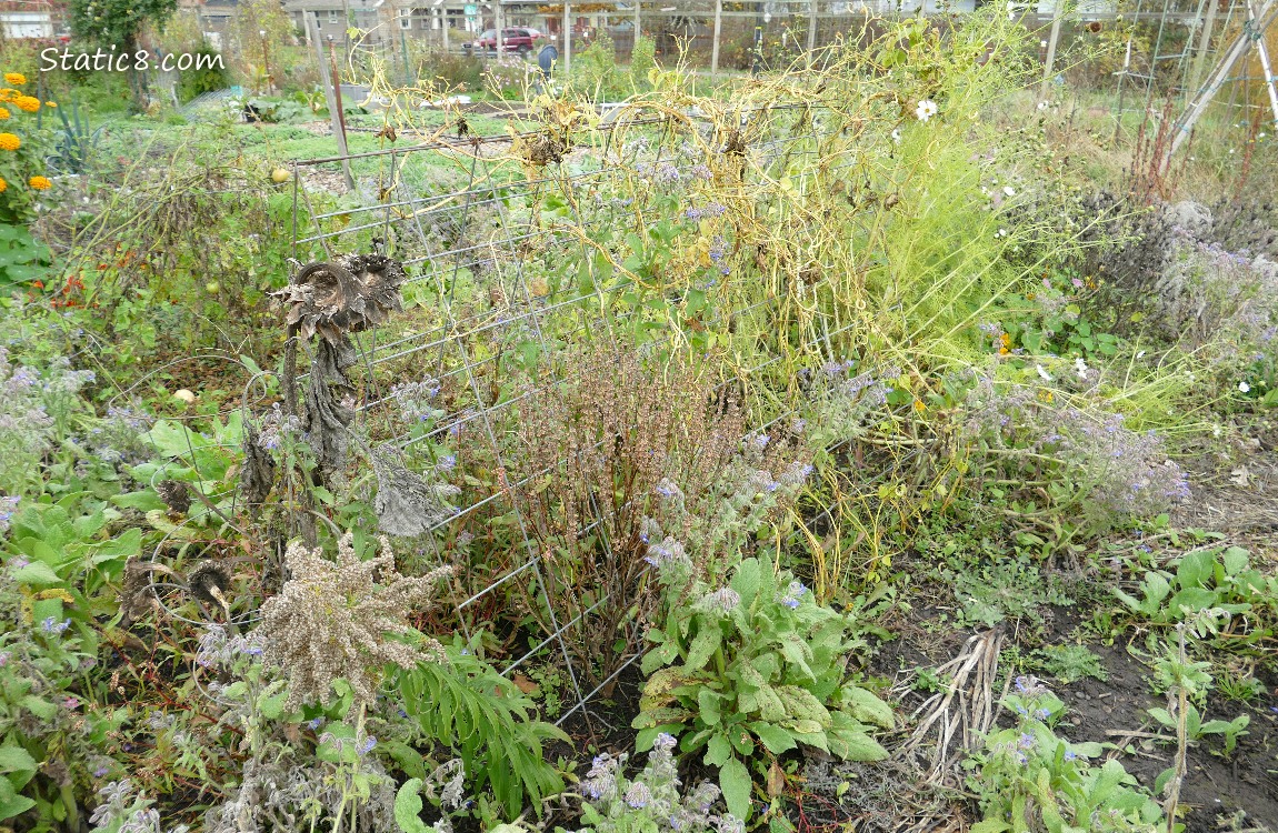 Wire trellis in a garden