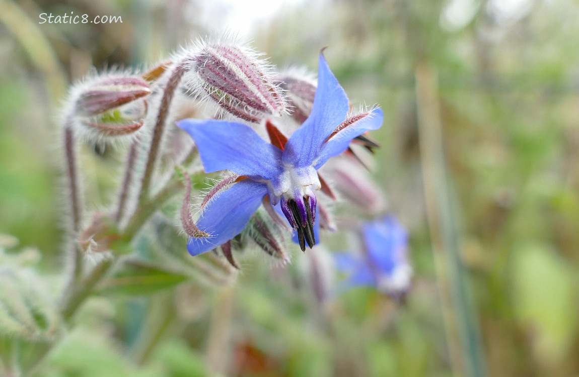 Close up of a Borage bloom