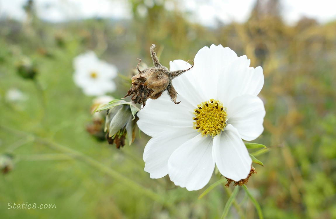 White Cosmos bloom
