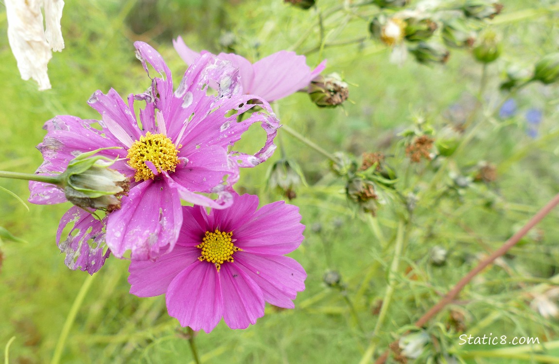 Red violet Cosmos blooms