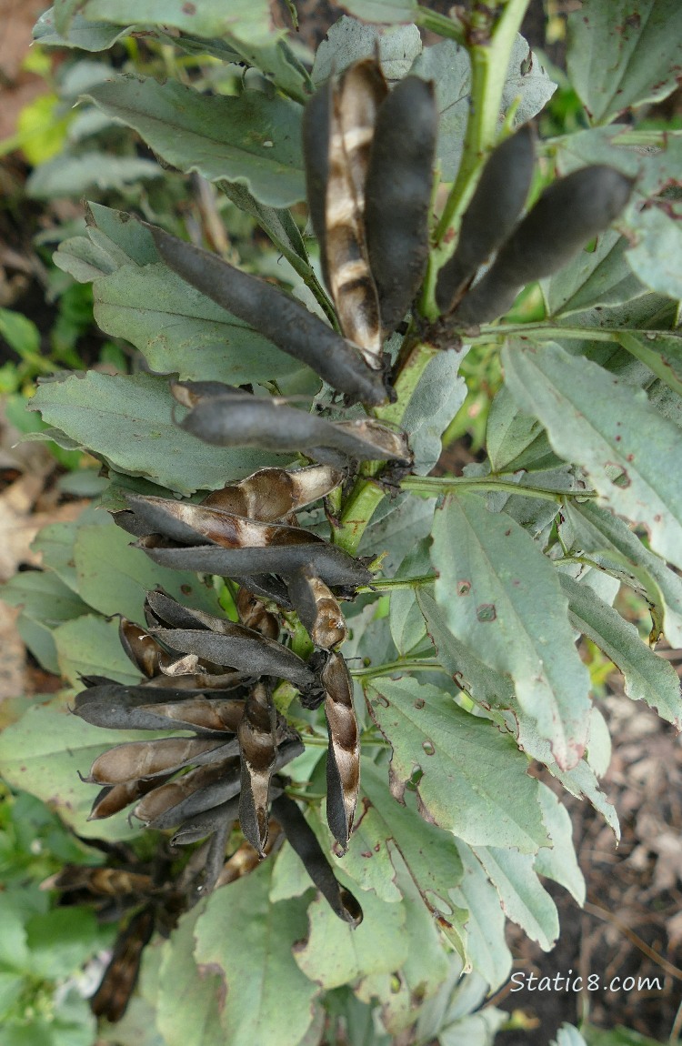 Fava plant with open, brown pods on the stem