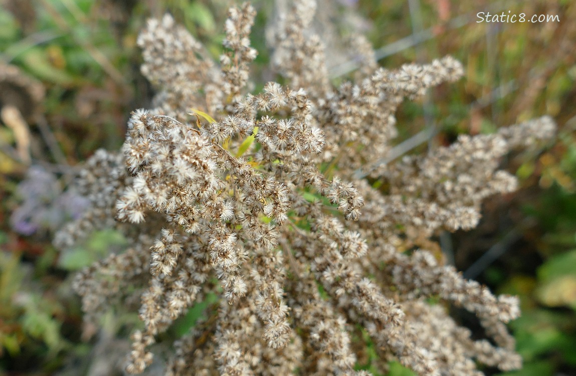 Goldenrod seed head