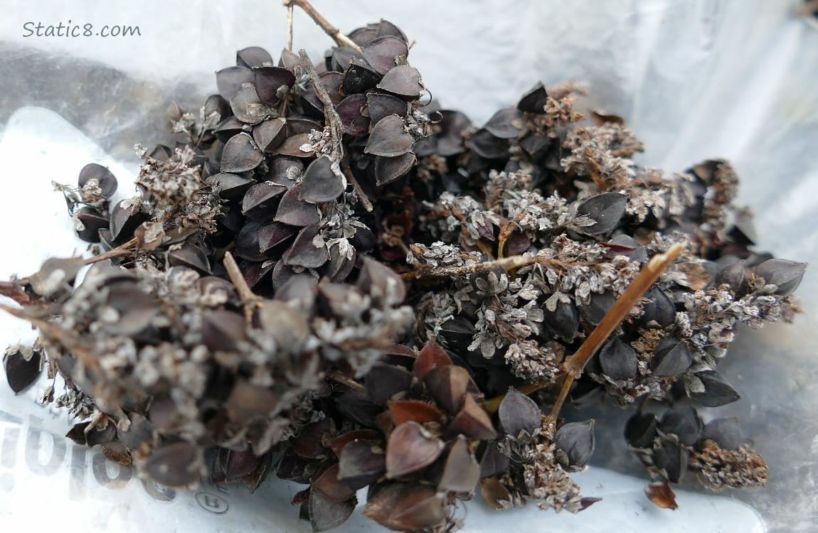Harvested Buckwheat seed heads laying on a ziplock bag