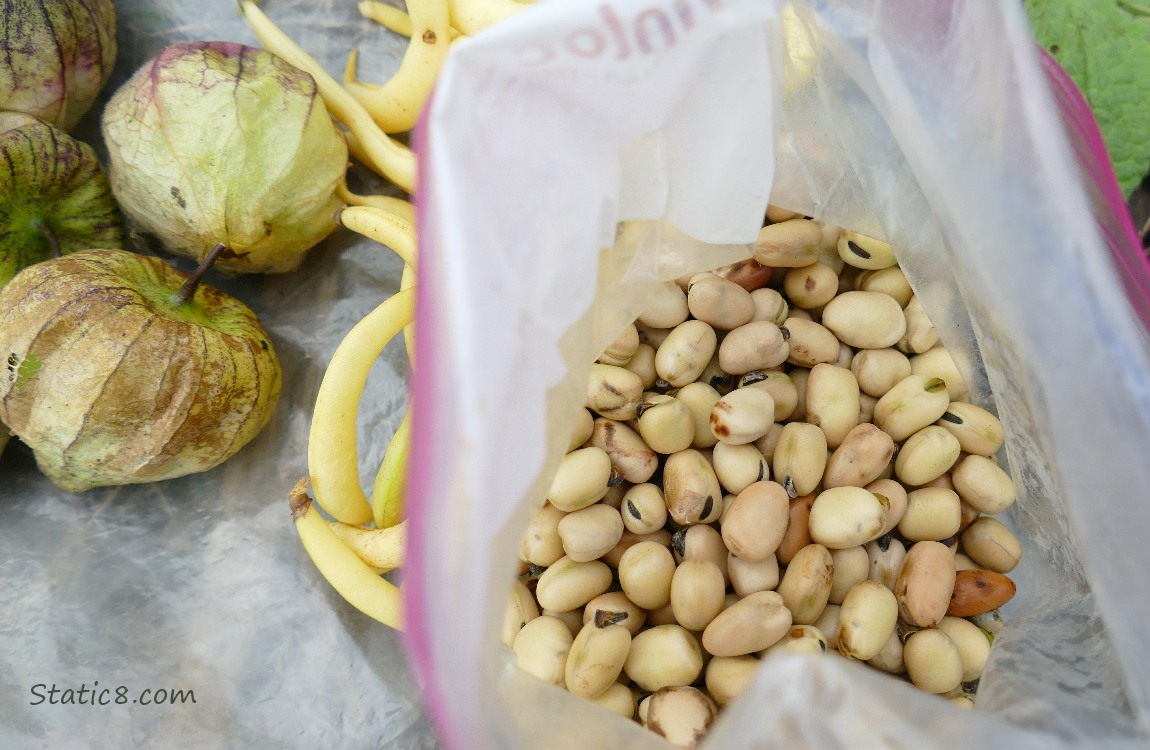 Harvested Fava beans in a ziplock bag