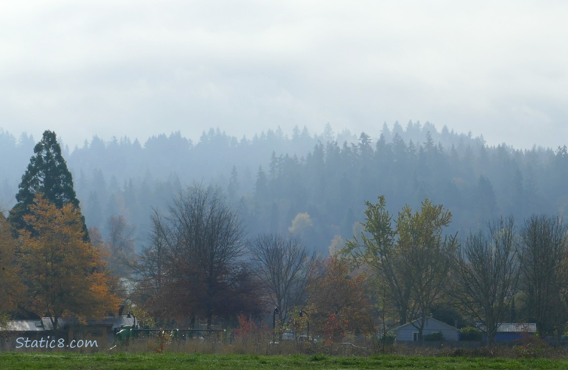 foggy trees