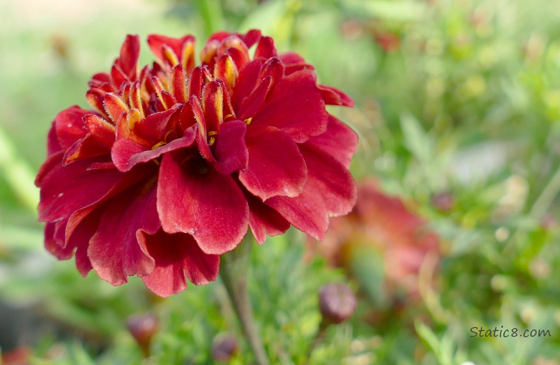 Red coloured Marigold bloom