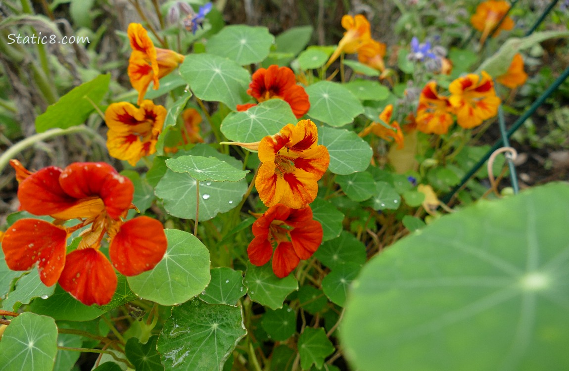Orange and red Nasturtium blooms