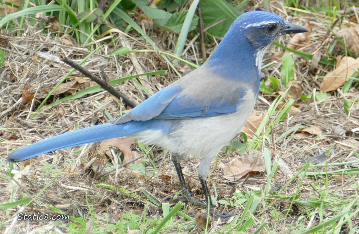 Scrub Jay standing in mostly dead grass
