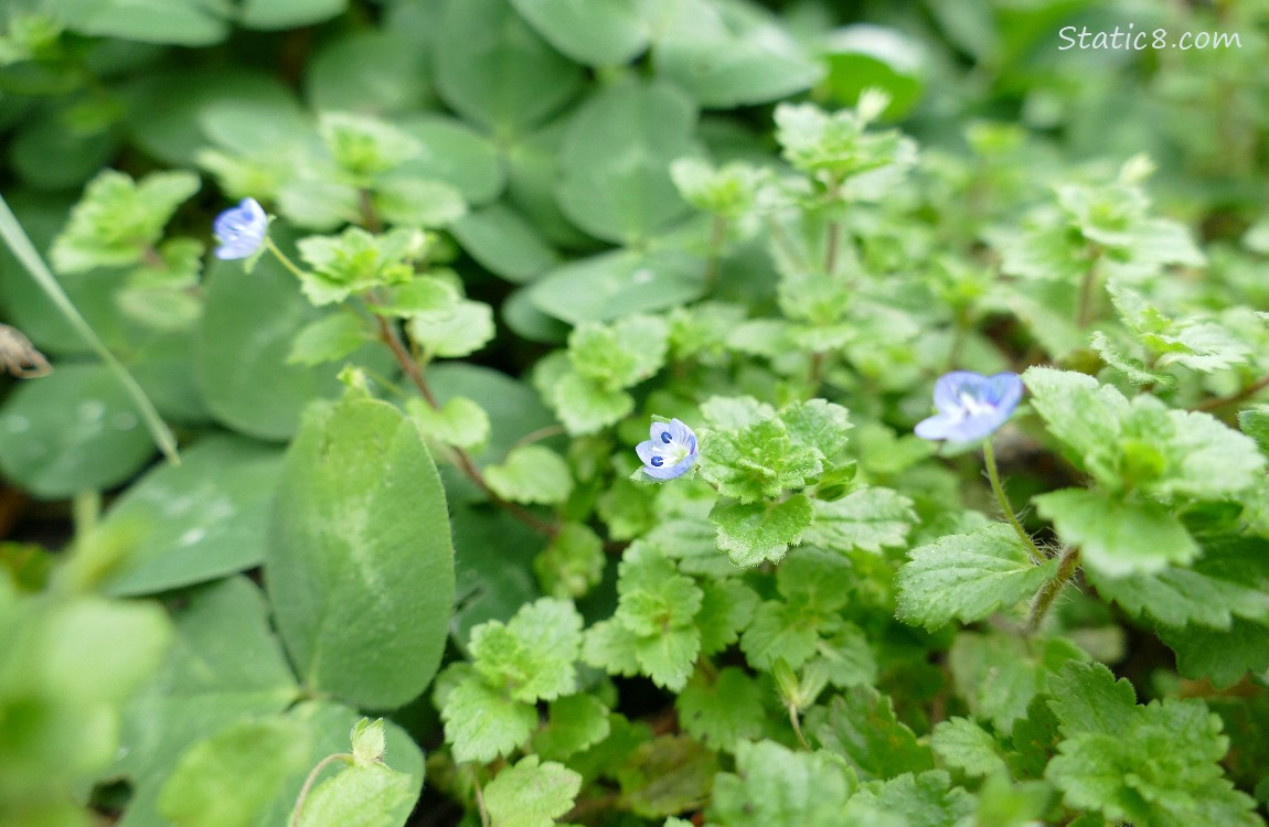 Speedwell blooms in front of clover leaves