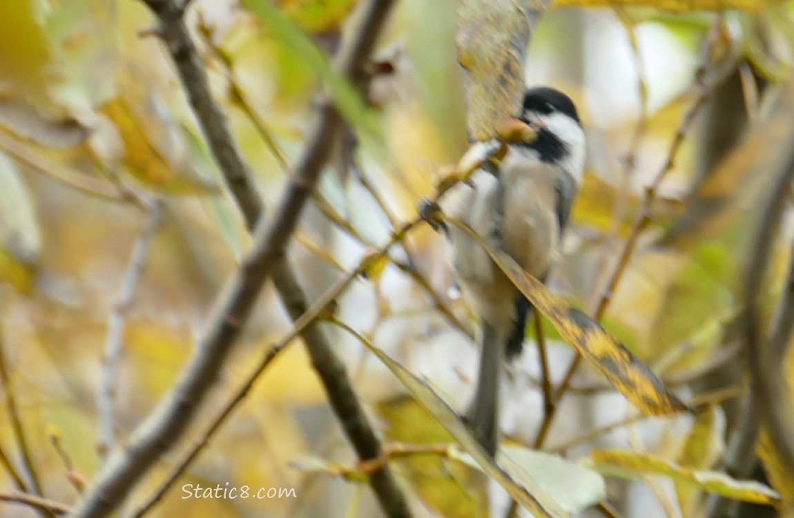 Blurry Chickadee behind a leaf