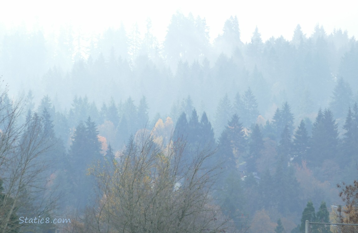 Foggy fir trees in the distance