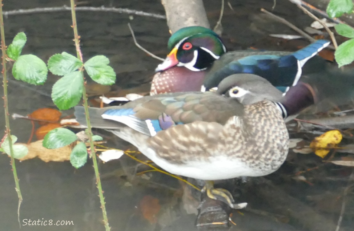 Pair of Wood Ducks napping on the water
