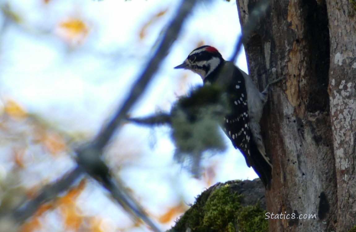 Downy Woodpecker standing on the side of a tree trunk