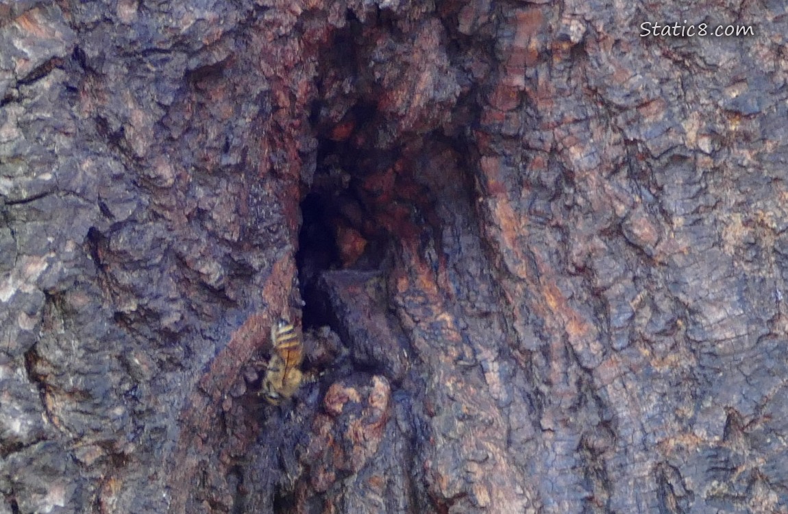Honey Bee coming out of a hole in a tree trunk