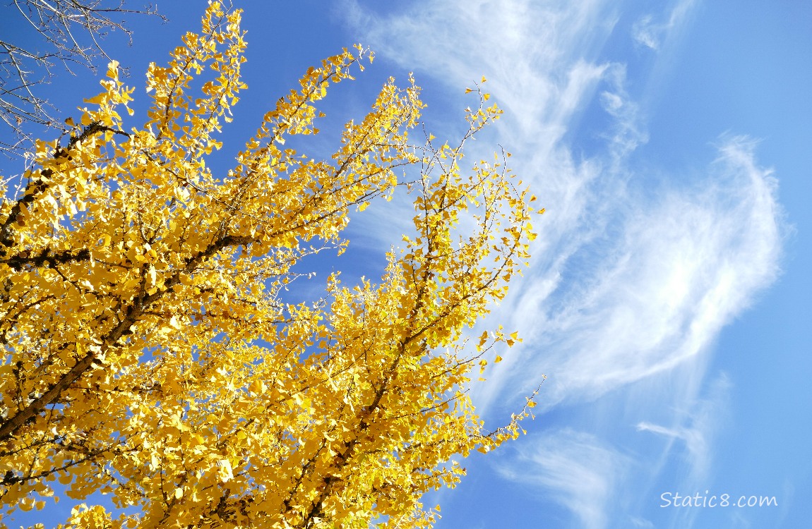 Ginkgo tree with autumn yellow leaves with blue sky