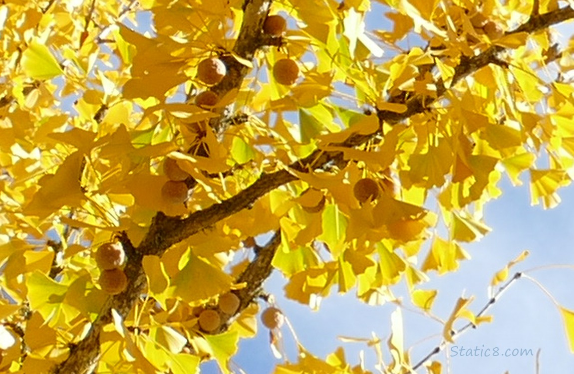 Ginkgo tree with fruits
